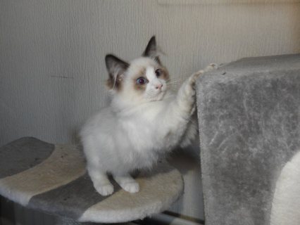 Super adorable Ragdoll kittens for sale 1