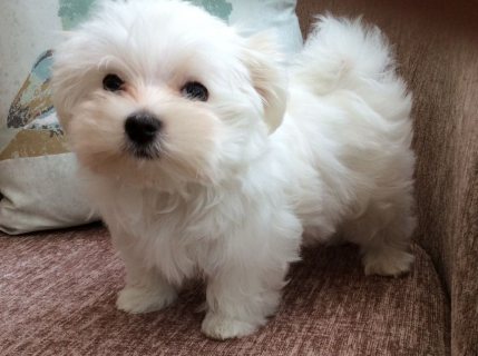 Super cute white Maltese puppies for sale 1