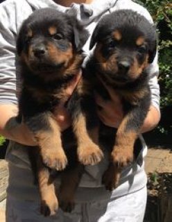 Home Raised Rottweiler Puppies For Sale