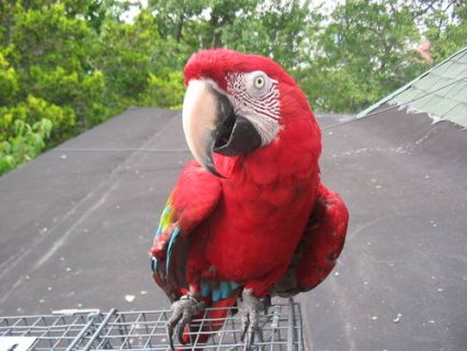 Beautiful tropical macaw for sale