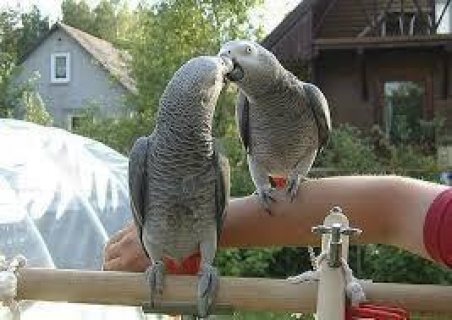African Grey Parrot for sale 1