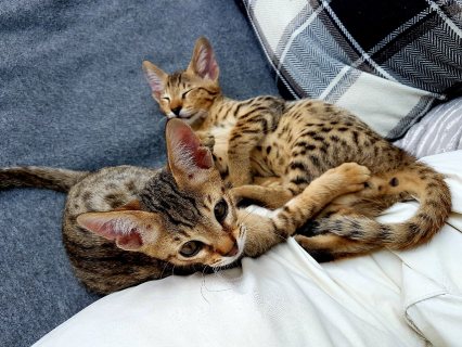 3 Savannah Kittens for sale