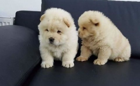 Chow Chow Puppies for sale