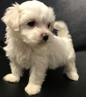 Maltese puppies ready for sale 1