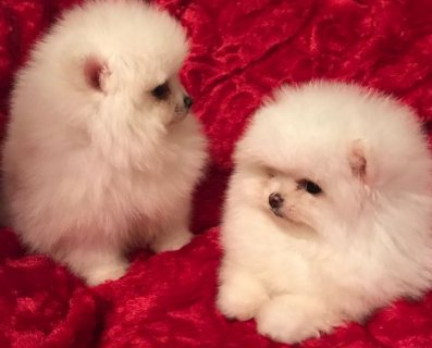  Pomeranian Puppies Available for sale