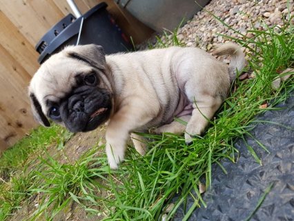 Adorable Pug Puppies For Sale. 1