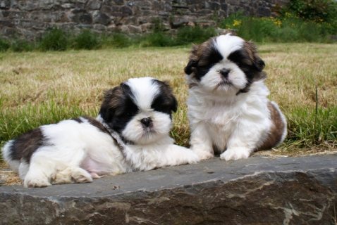 Beautiful Shih Tzu Puppies For Sale  1