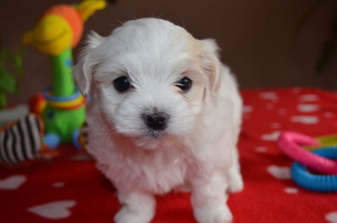 Beautiful Maltese Puppies For Sale  2