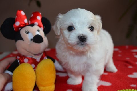 Beautiful Maltese Puppies For Sale  3