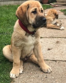 Lovely Bullmastiff Puppies For Sale  3
