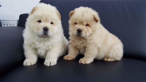 Charming Chow Chow Puppies Ready  1