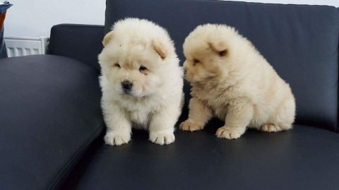 Charming Chow Chow Puppies Ready  2