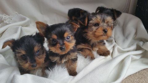 Beautiful Yorkie Puppies For Sale  1