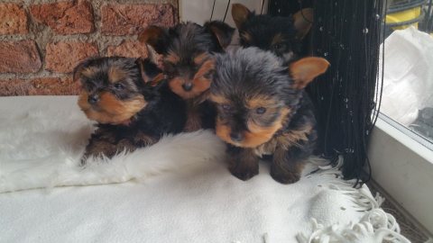 Beautiful Yorkie Puppies For Sale  2