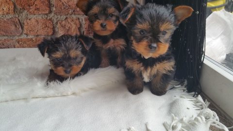 Beautiful Yorkie Puppies For Sale  3