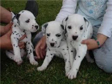 Cute Dalmatian Puppies Available for sale 