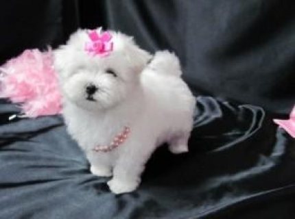 Adorable Maltese Puppies for sale 