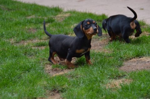Dachshund puppies available for sale  