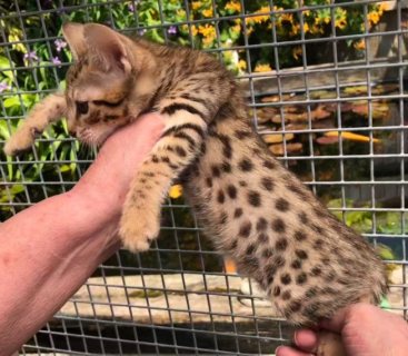 Savannah Kittens Available For Sale