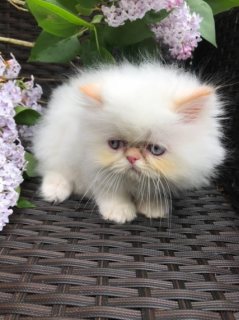 Persian Kittens Currently Available For Sale