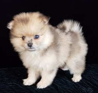 Stunning Pomeranian Puppies 1