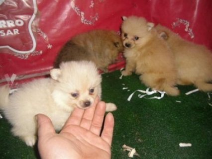 Happy Pomeranian puppies
