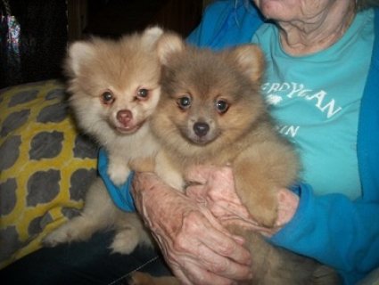 Pomeranian puppy available 1