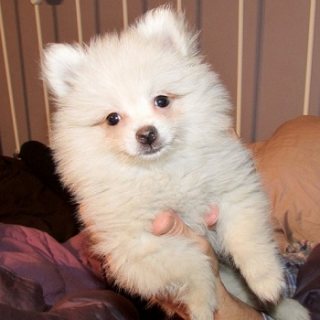 Adorable Pomeranian Puppies For Sale 1