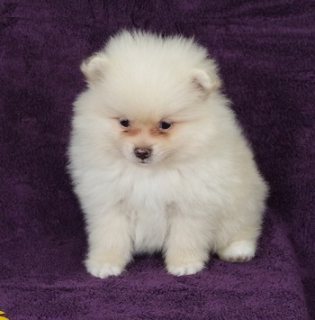 Healthy Pomeranian Puppies for a new family 1