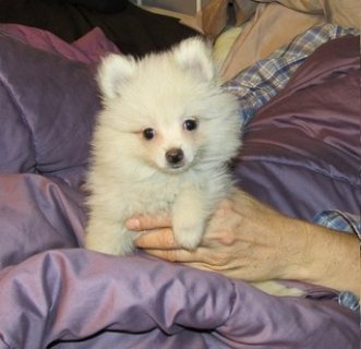 Pretty Pomeranian Puppies now available