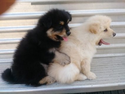 صور Top puppies Pomeranian Boo 1
