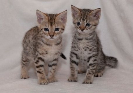 Savannah kittens for good homes