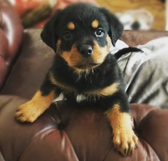 Special little Rottweiler puppies for Sale 1