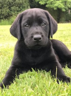 Labrador puppies for Sale 1