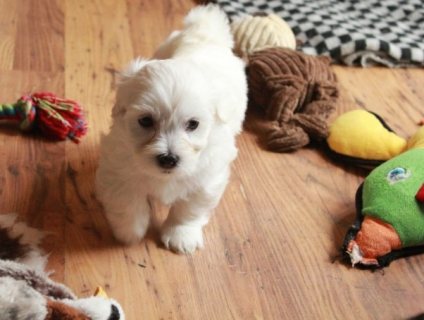 Havanese Pup for Sale 1