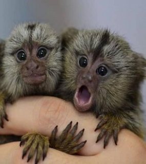 Baby marmoset monkeys