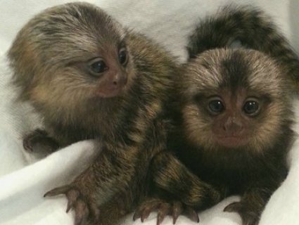 Vet Checked Marmosets Baby Monkeys Available