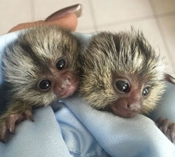 Beautiful Usda Baby Marmosets Monkeys Available