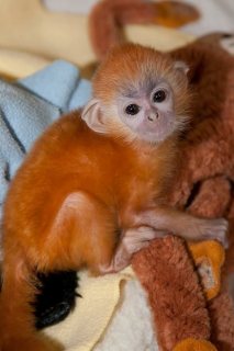 Perfect Capuchin Monkeys For Sale 1