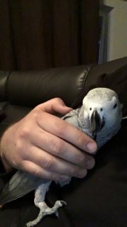 lovely African grey parrots for sale