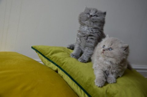 Cute British Short Hair Kittens For Sale