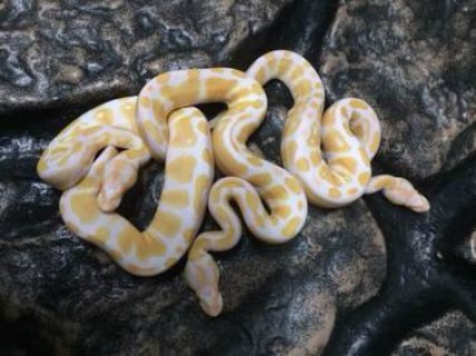 Cute and healthy albino and piebald python for sale