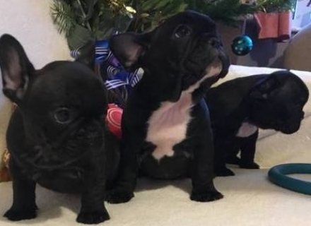 Healthy French Bulldog Puppies Available for sale 1