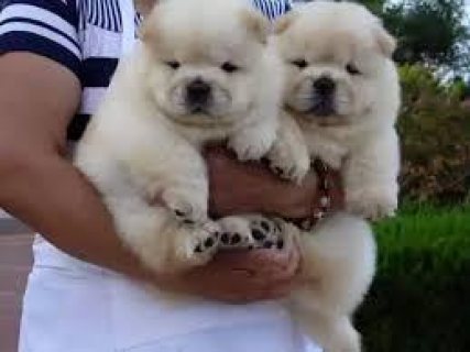 playful Chow Chow Puppies for sale 1