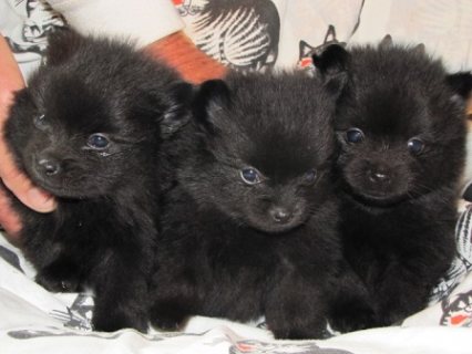 AKC Healthy Black Teacup Pomeranian Puppies Available