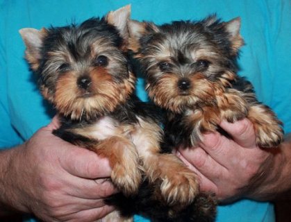 Tiny Teacup Yorkie Puppies for sale 1