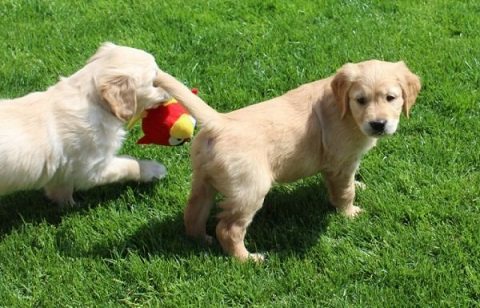 Golden Retriever Puppies Available for sale