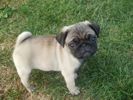 Adorable Pug Puppies for sale 1