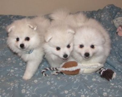 White teddy bear Pomeranian puppies
