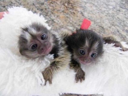 Affectionate Marmoset monkeys Ready